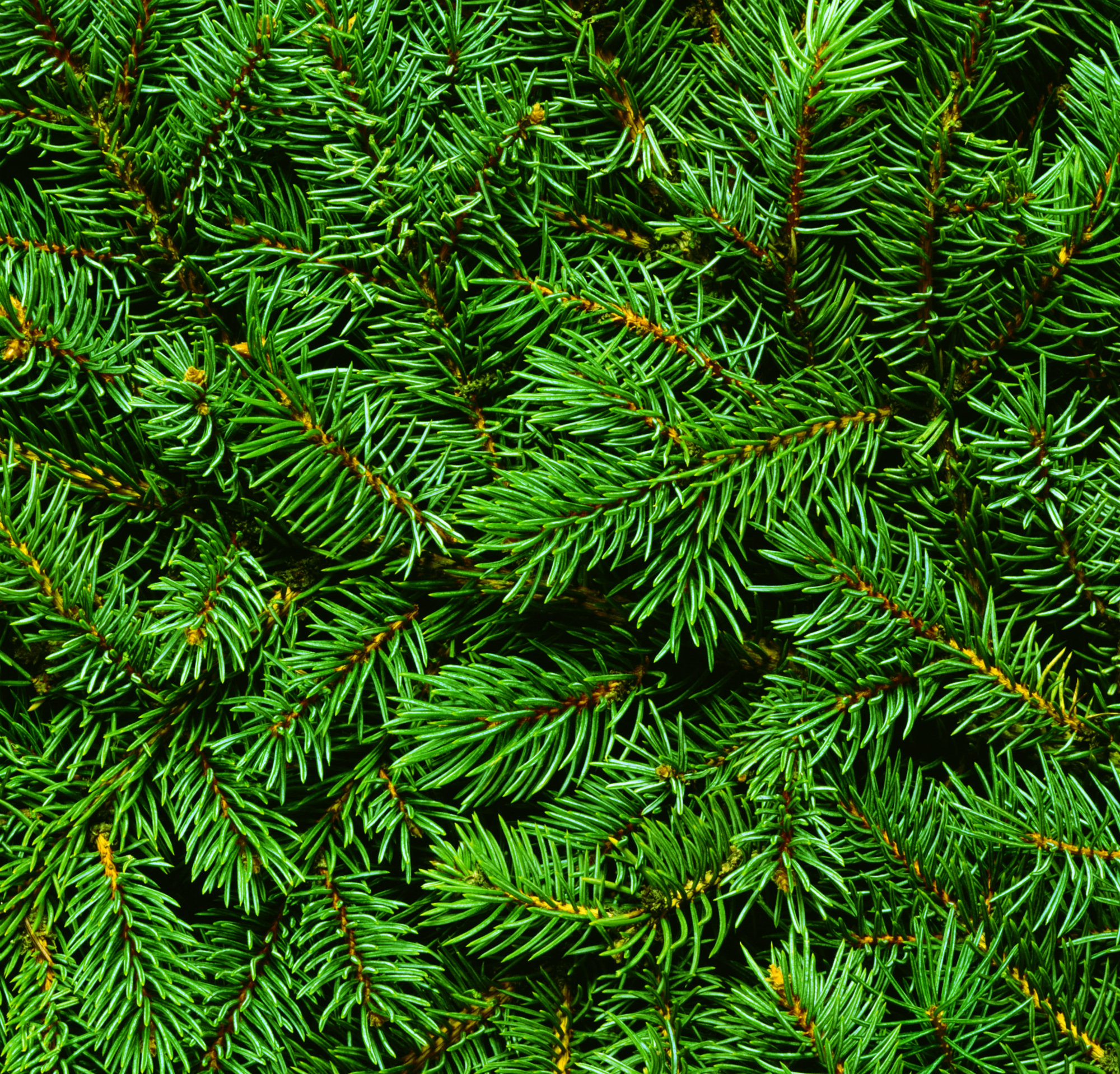 Хвойный зеленый. Еловая, Пихтовая, Сосновая лапы. Picea Abies Maxwellii. Ель обыкновенная фактура хвои. Хвойная ветка.